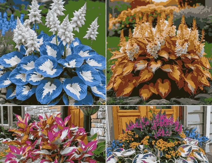 Shade-Tolerant and Cold-Hardy Hosta Flowers